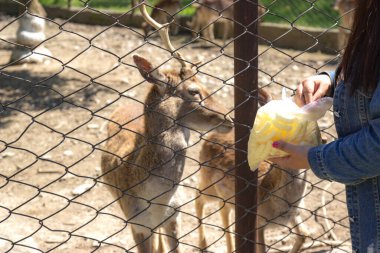 Afrika geyiğine yiyecek verilir