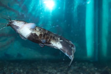 Karanlık bir odada akvaryum balığı