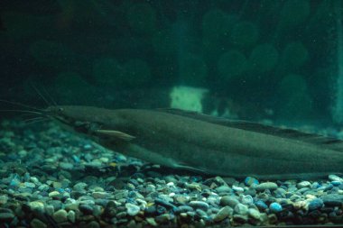 Karanlık bir odada akvaryum balığı