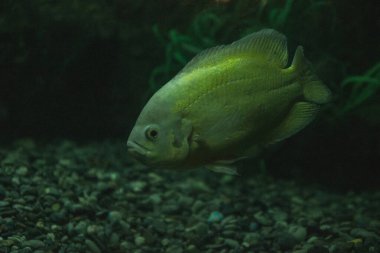 Karanlık bir odada akvaryum balığı