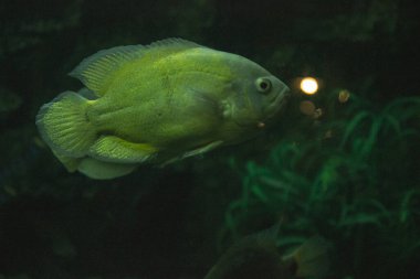 Karanlık bir odada akvaryum balığı