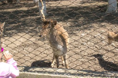 Afrika geyiğine yiyecek verilir