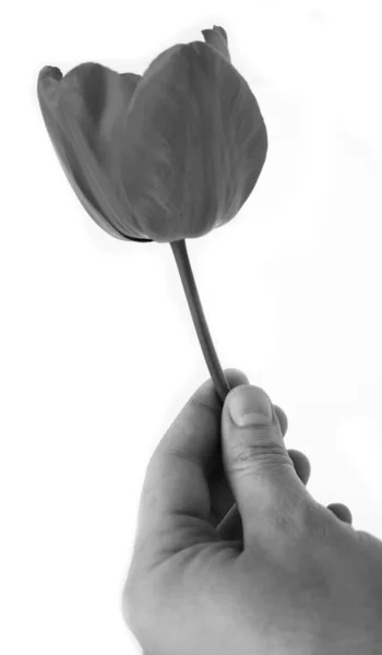 Tulipa Vermelha Uma Mão Sobre Fundo Branco — Fotografia de Stock