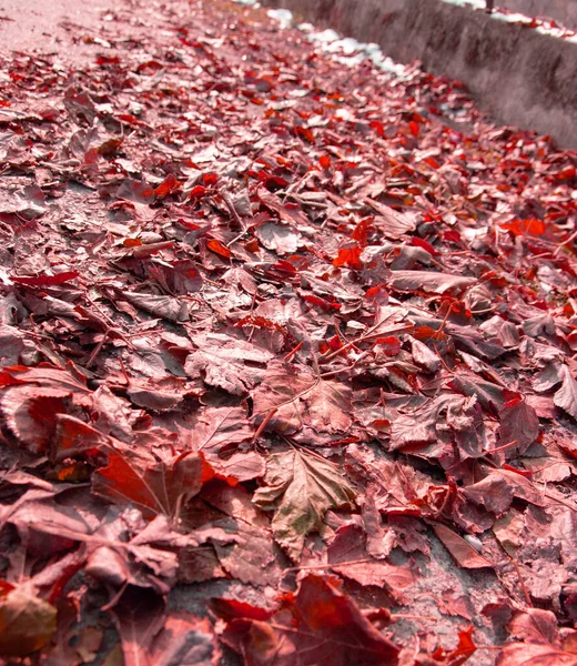 Folhas Vermelhas Caídas Jazem Estrada Calçada — Fotografia de Stock