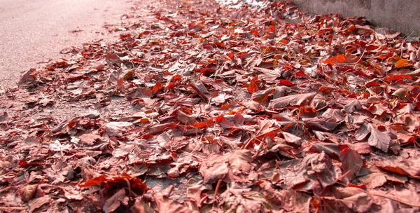 Folhas Vermelhas Caídas Jazem Estrada Calçada — Fotografia de Stock
