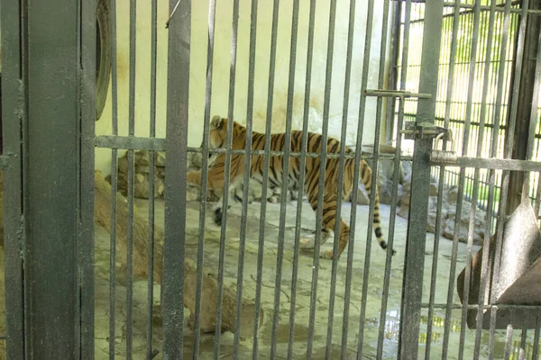 Tigre Africano Una Jaula — Foto de Stock