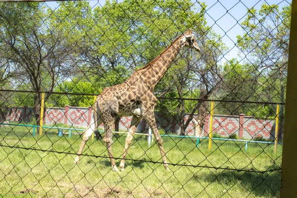 Vuxen Giraff För Promenad — Stockfoto