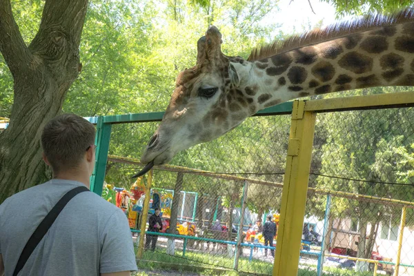 Girafe Adulte Donner Nourriture — Photo