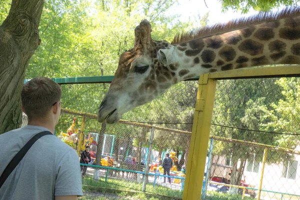 Girafe Adulte Donner Nourriture — Photo