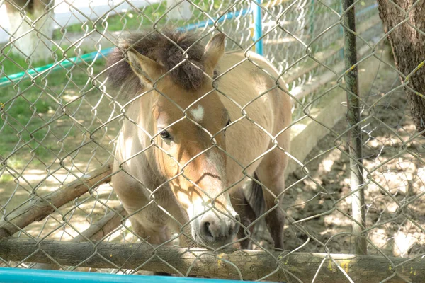 Cavalo Uma Gaiola Zoológico — Fotografia de Stock