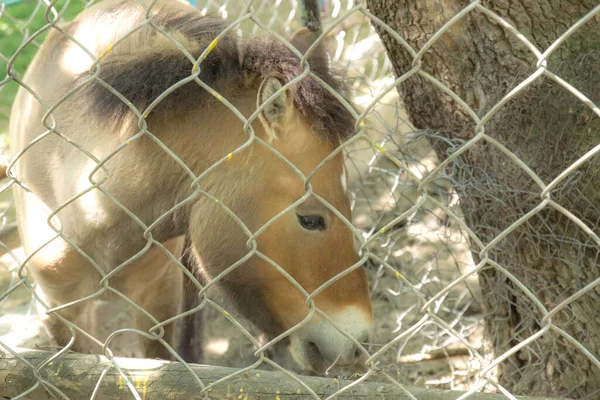 Cavalo Uma Gaiola Zoológico — Fotografia de Stock