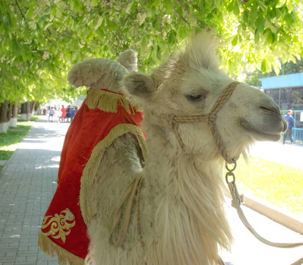 Cabeza Camello Con Cuerda —  Fotos de Stock