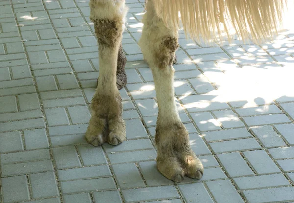 Dos Patas Camello — Foto de Stock