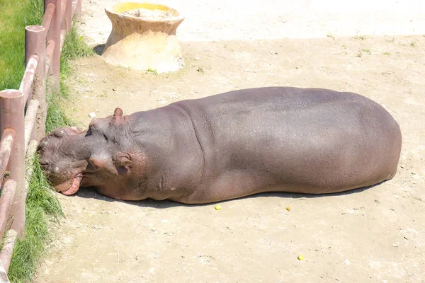 Hipopótamos Yace Broncea Sol —  Fotos de Stock
