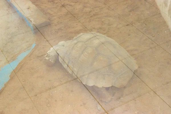 Große Wüstenschildkröte Hinter Glas — Stockfoto