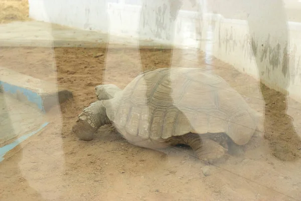 Große Wüstenschildkröte Hinter Glas — Stockfoto