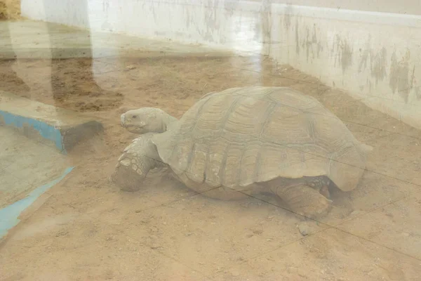 Große Wüstenschildkröte Hinter Glas — Stockfoto