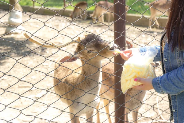 Los Ciervos Africanos Reciben Alimento —  Fotos de Stock