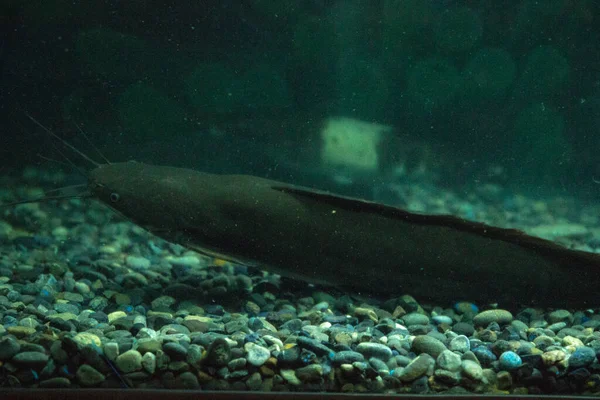 暗い部屋の水族館の魚 — ストック写真