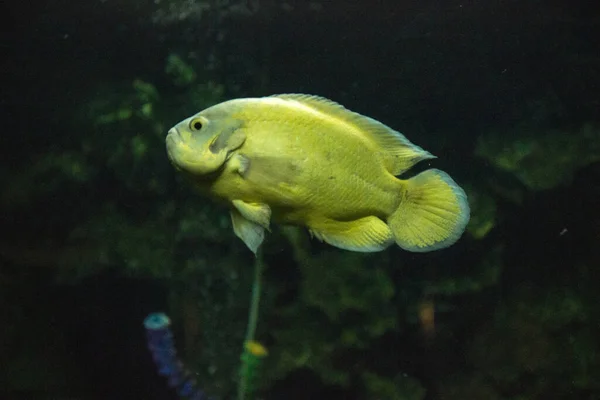 Peces Acuario Una Habitación Oscura —  Fotos de Stock