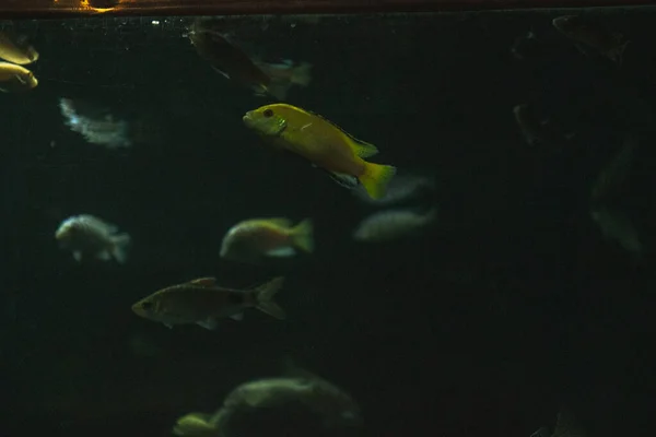 Ψάρια Ενυδρείου Σκοτεινό Δωμάτιο — Φωτογραφία Αρχείου