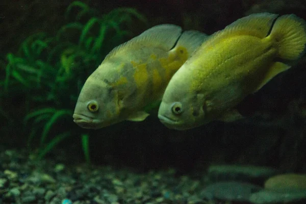 Pesci Acquario Una Stanza Buia — Foto Stock