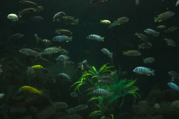 Pesci Acquario Una Stanza Buia — Foto Stock