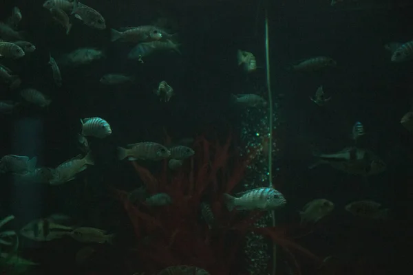 Aquariumvissen Een Donkere Ruimte — Stockfoto
