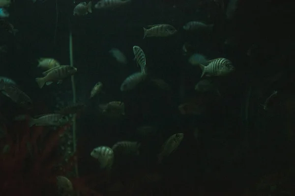 Аквариумные Рыбы Темной Комнате — стоковое фото