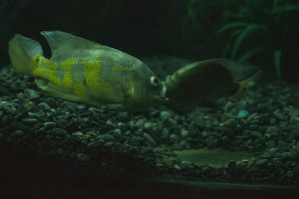 Peces Acuario Una Habitación Oscura — Foto de Stock