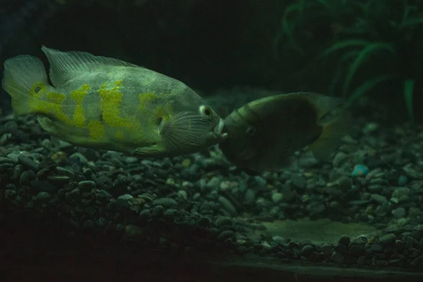 Pesci Acquario Una Stanza Buia — Foto Stock