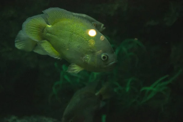 Pesci Acquario Una Stanza Buia — Foto Stock