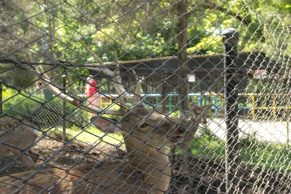 Cerf Afrique Dans Cage — Photo