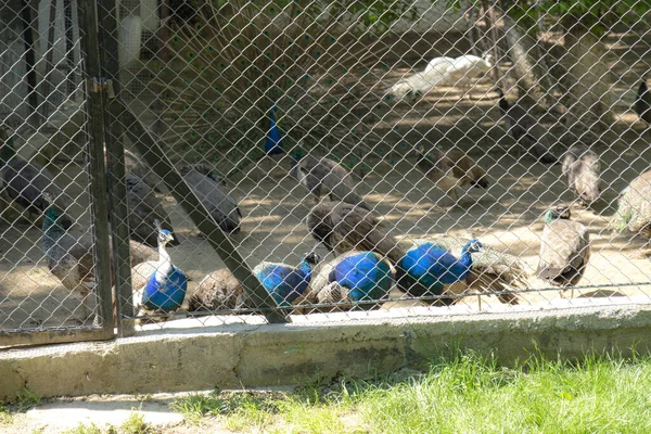 mavi ve gri tavus kuşları