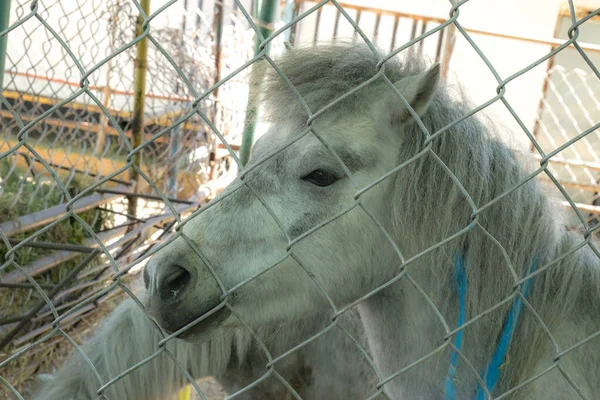 Cavallo Una Gabbia Dello Zoo — Foto Stock