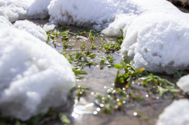 karla kaplı çimenler doğa arka planında