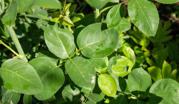 Arka planda yeşil yapraklar, kapatın.