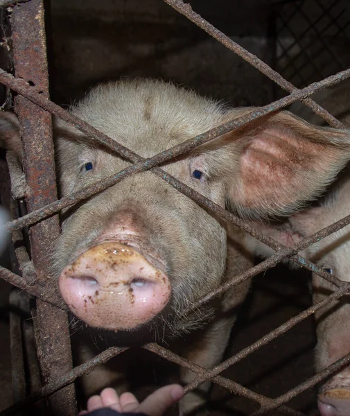 Gros Plan Cochons Cage Sur Fond — Photo