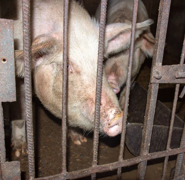 Arka planda kafesteki domuzların yakın plan çekimi.