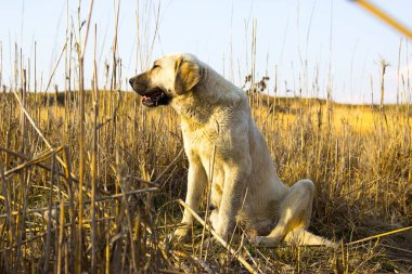 Köpek dışarıda geziyor.