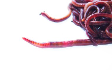 Solucan, beyaz zemin üzerinde Lumbricus terrestris