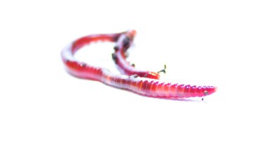 Solucan, beyaz zemin üzerinde Lumbricus terrestris