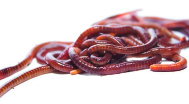 Solucan, beyaz zemin üzerinde Lumbricus terrestris
