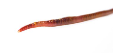 Solucan, beyaz zemin üzerinde Lumbricus terrestris