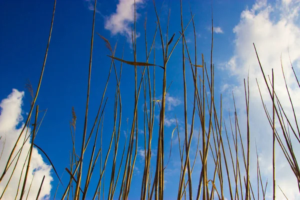 Cañas Contra Cielo Azul —  Fotos de Stock