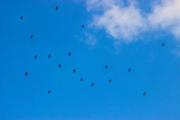 Pássaros Céu Desfocado Fundo Céu — Fotografia de Stock