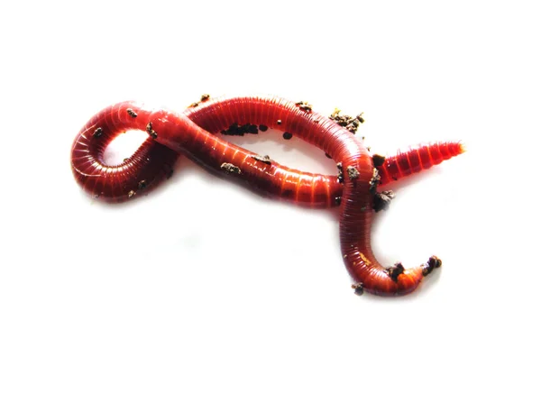 Earthworm Lumbricus Terrestris Vit Bakgrund — Stockfoto