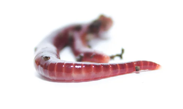 Solucan, beyaz zemin üzerinde Lumbricus terrestris