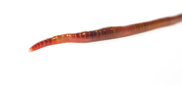 지렁이 배경에 지렁이 Lumbricus Terrestris — 스톡 사진