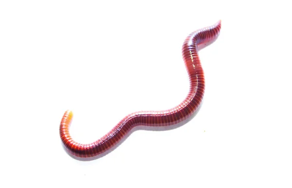 Earthworm Lumbricus Terrestris Vit Bakgrund — Stockfoto